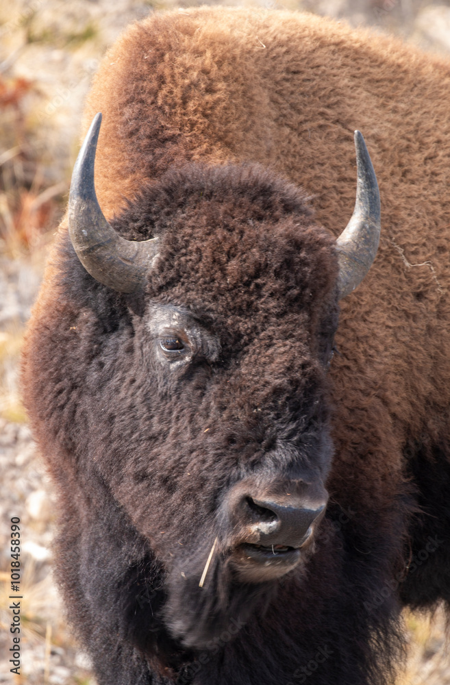 Bison in Yellowstone National Park Wyoming in Autumn Bison in Yellowstone National Park Wyoming in Autumn