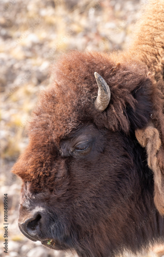 Fototapeta premium Bison in Yellowstone National Park Wyoming in Autumn
