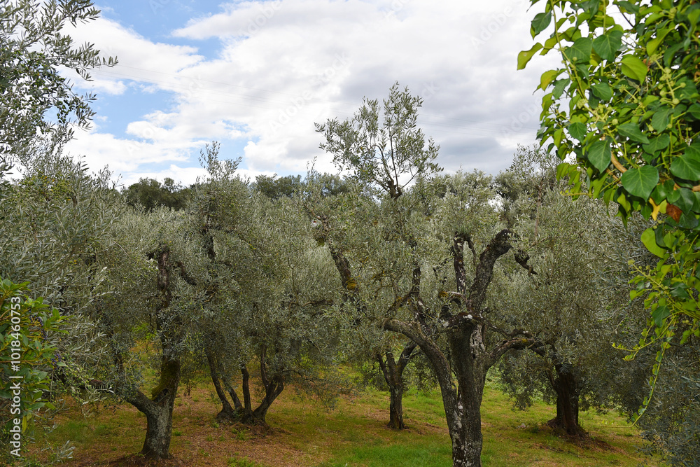 Fototapeta premium Tuscany, Italy. September 18, 2024. Tuscany landscape with olive trees anf grapevines.