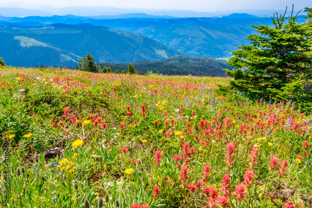 Beautiful landscape of valley in Alpine mountains, small trail, hike root, majestic picturesque view in sunny day Beautiful landscape of valley in Alpine mountains, small trail, hike root, majestic picturesque view in sunny day