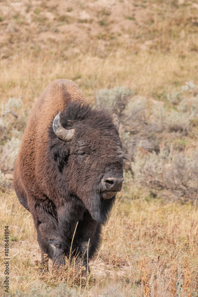 Bison in Yellowstone National Park Wyoming in Autumn Bison in Yellowstone National Park Wyoming in Autumn