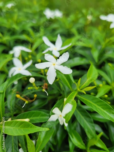 white flowers in the garden