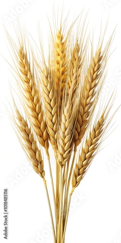 ears of barley