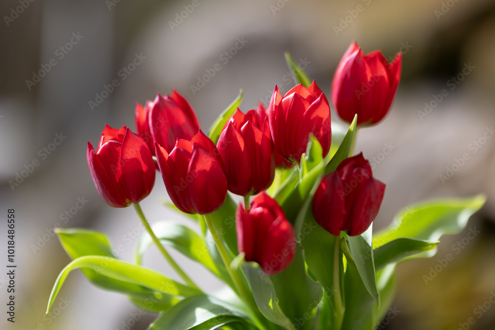 Fototapeta premium rote Tulpen