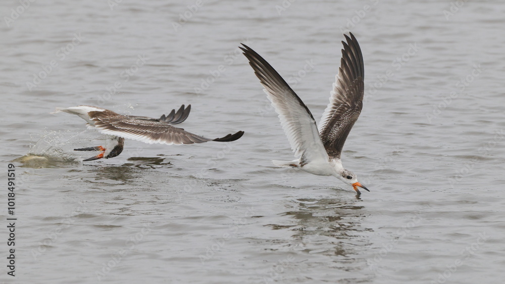 Black skimmer bird eating small fish Black skimmer bird eating small fish