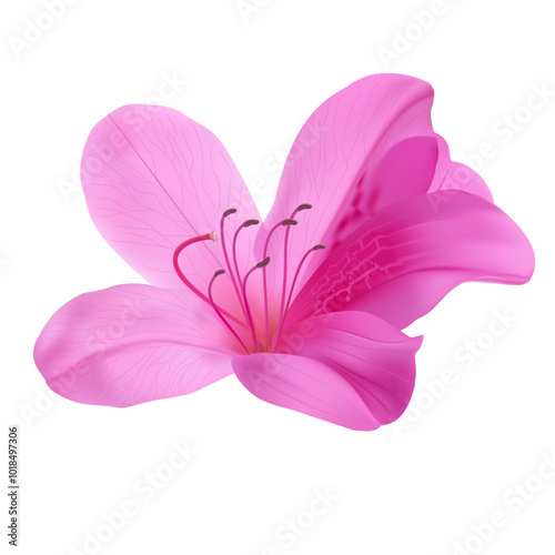 Azaleas flower, Pink flowers isolated on white background
