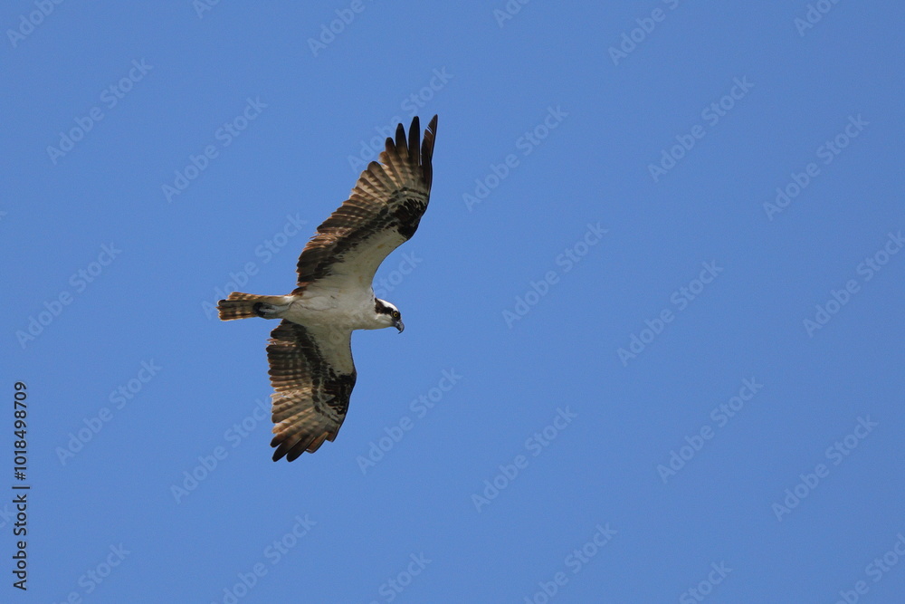 Obraz premium Osprey flying against blue sky. 