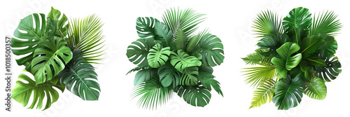 Monstera leaf plant isolated on a transparent background perfect for botanical-themed designs or interior decor illustrations.