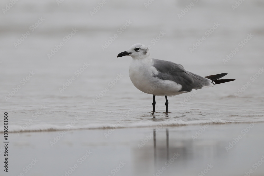Seagull standing on beach Seagull standing on beach