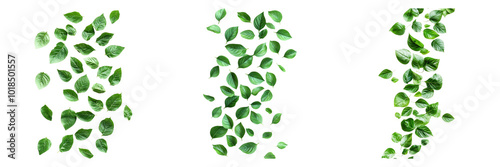 Hanging vine plant isolated on a transparent background perfect for botanical-themed designs or nature illustrations.