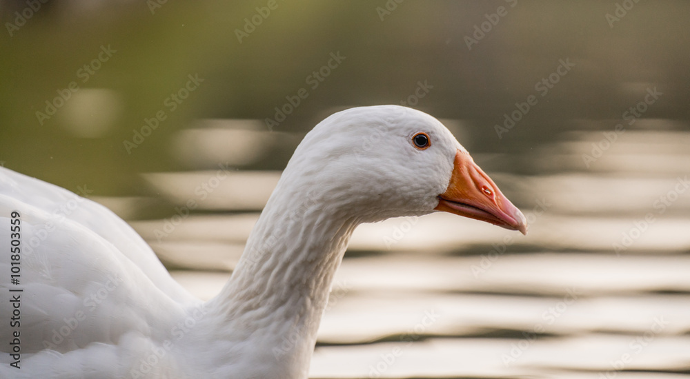 Geese Swimming on a Lake During Golden Hour Geese Swimming on a Lake During Golden Hour