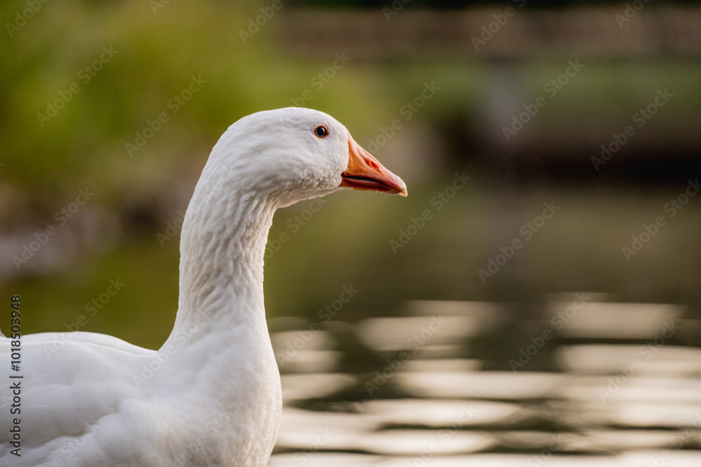 Geese Swimming on a Lake During Golden Hour Geese Swimming on a Lake During Golden Hour