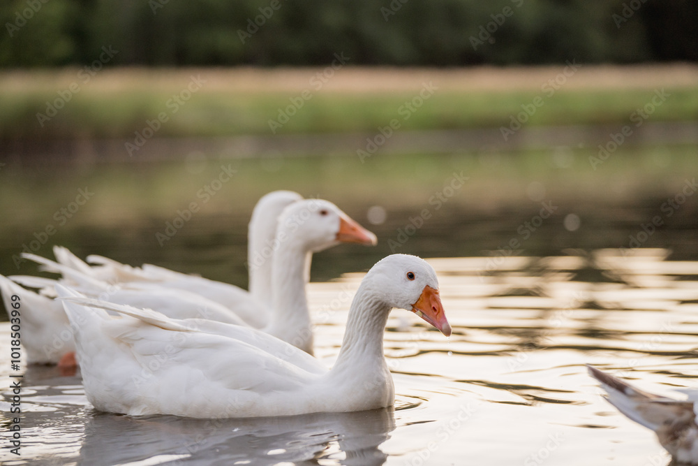 Geese Swimming on a Lake During Golden Hour Geese Swimming on a Lake During Golden Hour