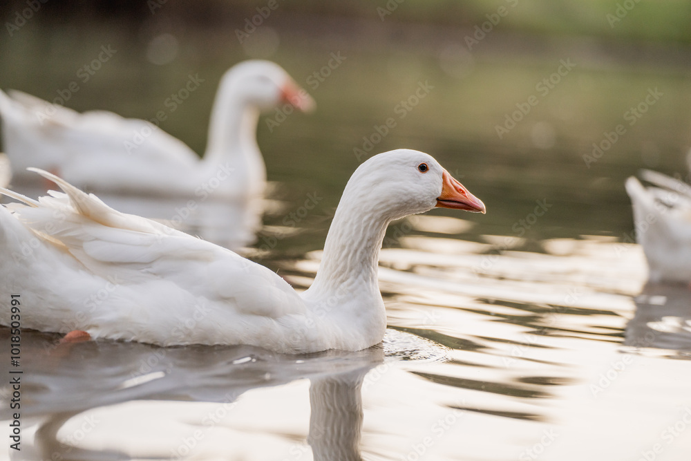 Geese Swimming on a Lake During Golden Hour Geese Swimming on a Lake During Golden Hour