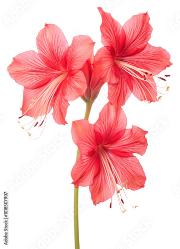 PNG Real Pressed a amaryllis flowers blossom plant red.