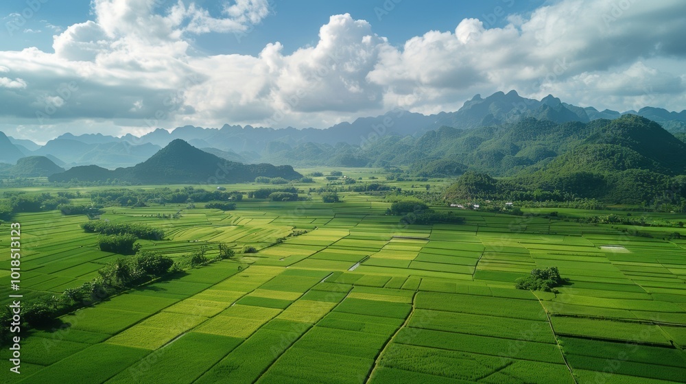 Obraz premium photograph of Rice fields in valley, Lang Son province, Vietnam realistic