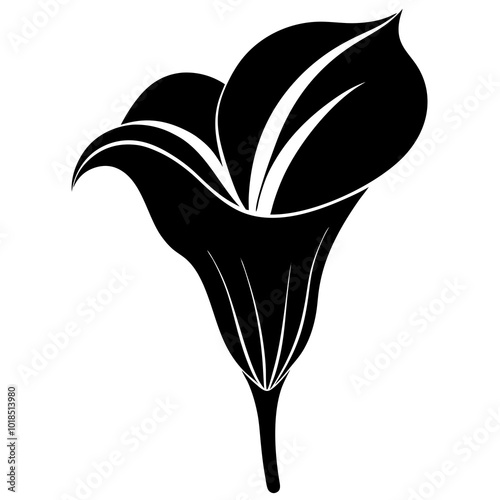 Calla lily silhouette vector illustration