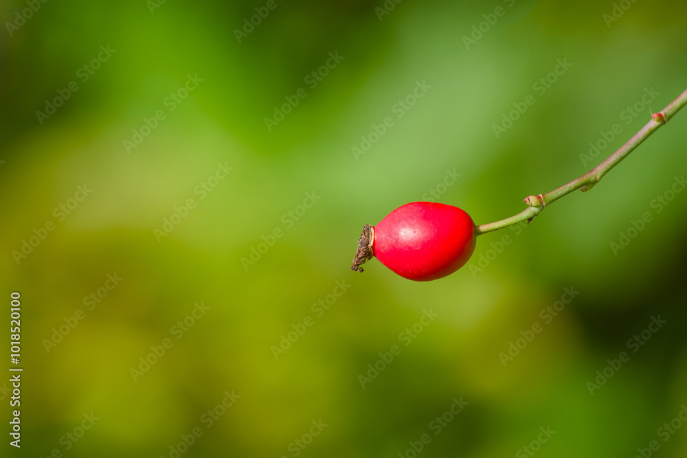 ripe red rose hip on a twig close-up