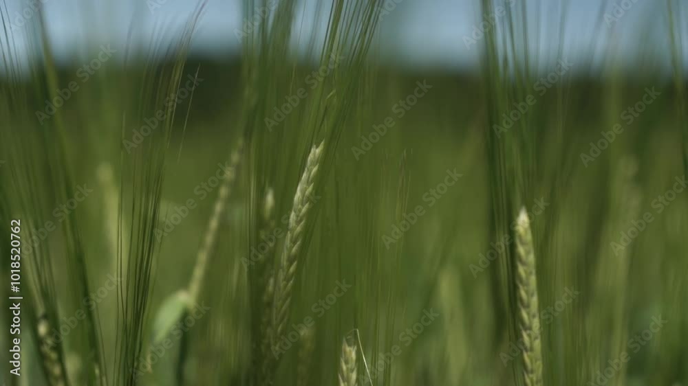 Young Barley Growing in Field Close-Up Young Barley Growing in Field Close-Up