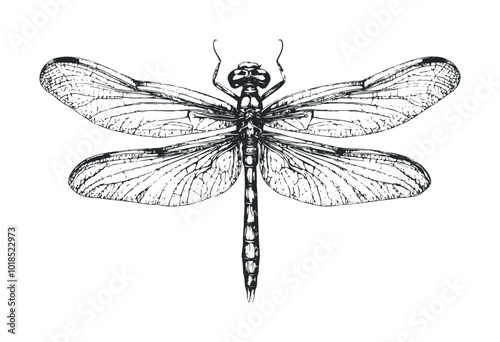 Dragonfly hovering over grass. Vector retro hand drawn illustration.
