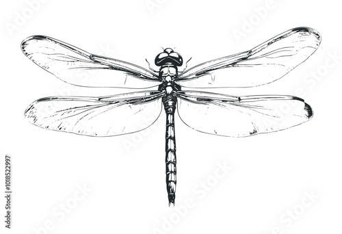 A dragonfly hovering over a water surface. Vector retro hand drawn illustration.