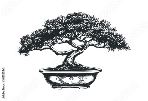 Beautiful bonsai tree in a ceramic pot display. Vector retro hand drawn illustration.