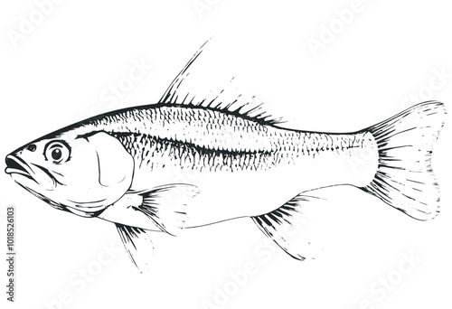 Detailed illustration of a freshwater fish species. Vector retro hand drawn illustration.