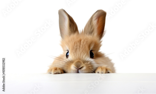 PNG Lionhead rabbit mammal animal rodent. photo