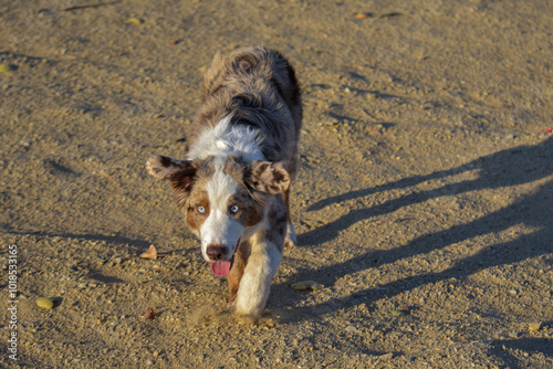 Australian Shepherd aussie on a walk