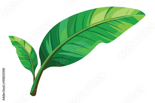 Tropical green banana leaf illustration on white background.