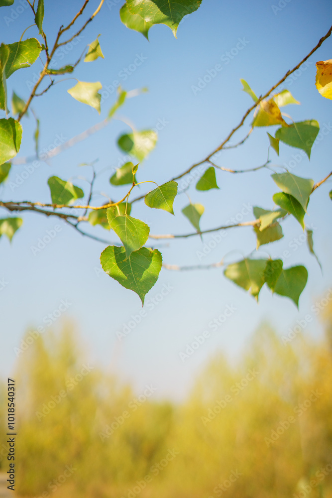 Green leaves of a tree against the blue sky and the sun.Sun soft light through the green foliage of the tree Green leaves of a tree against the blue sky and the sun.Sun soft light through the green foliage of the tree