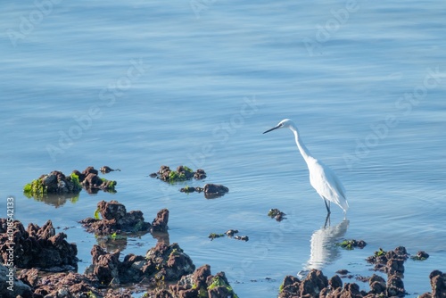 young little egret Egretta garzetta in the water photo