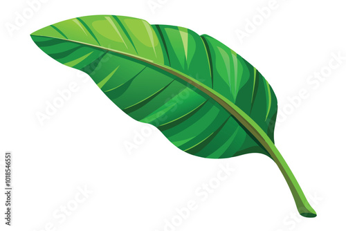 Tropical green banana leaf illustration on white background.