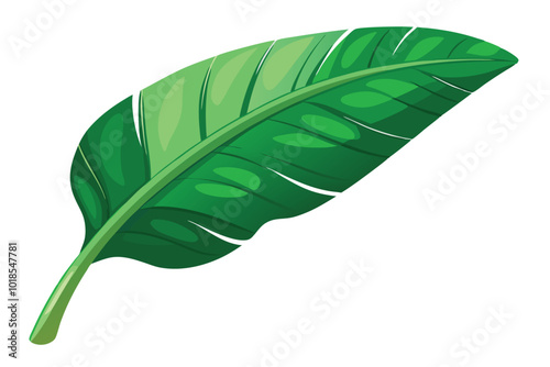 Tropical green banana leaf illustration on white background.