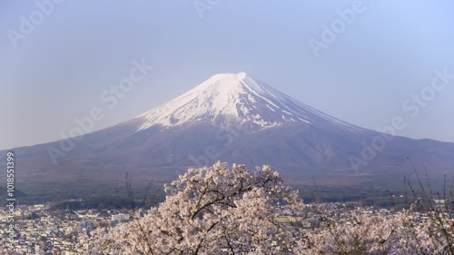 新倉山公園から望む富士山と満開のソメイヨシノ　山梨県富士吉田市