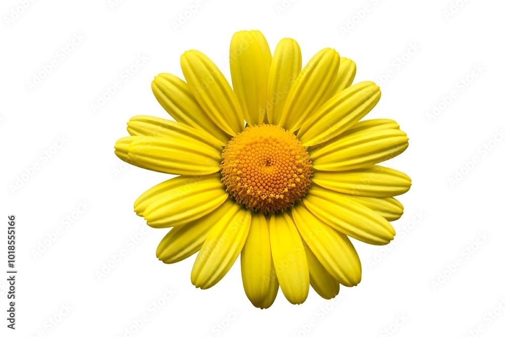 Bright yellow daisy isolated on white background. Bright yellow daisy isolated on white background.