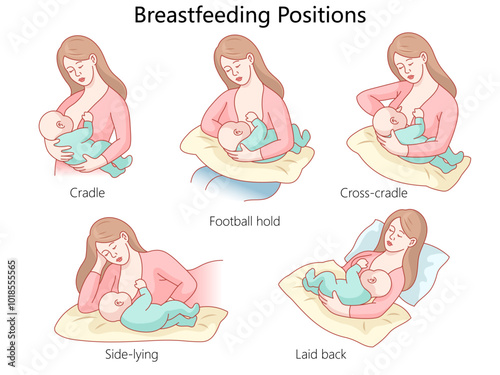 breastfeeding positions, including cradle, football hold, cross-cradle, side-lying, and laid back, for nursing mothers diagram hand drawn vector illustration. Medical science educational illustration