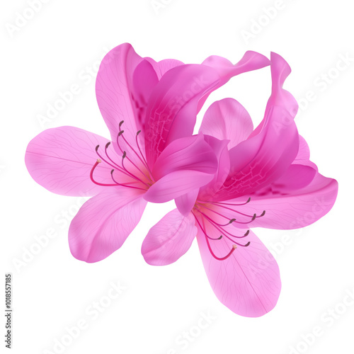 Azaleas two flowers, Pink flowers isolated on white background