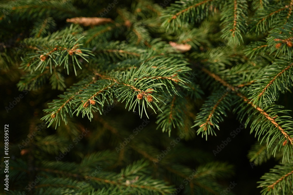 green branches of a Christmas tree close-up, short needles of a coniferous tree close-up on a green background, texture of needles of a Christmas tree close-up, blue pine branches green branches of a Christmas tree close-up, short needles of a coniferous tree close-up on a green background, texture of needles of a Christmas tree close-up, blue pine branches