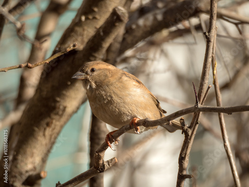 sparrow on a bare tree branch