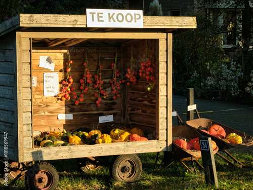 Stall with colorful variety of pumpkins along the road side. photo