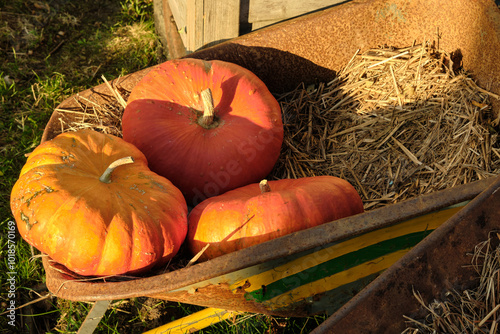 colorful variety of pumpkins and gourds photo