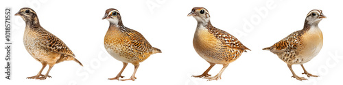 set of Quail in profile, showcasing full body against a clean white backdrop, emphasizing intricate feather patterns and unique form., isolated on white background, PNG transparent photo