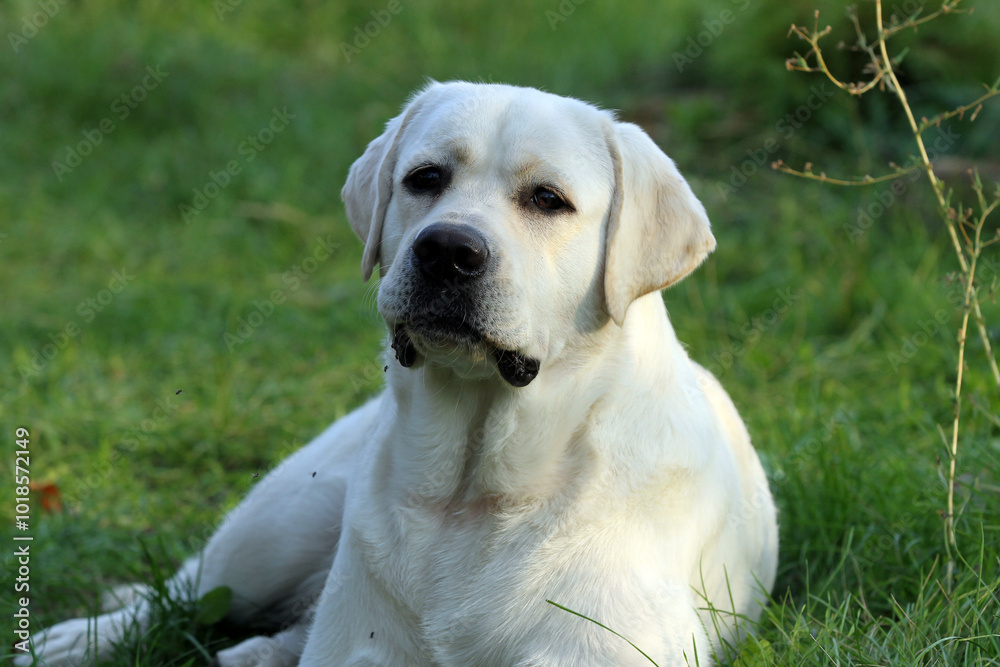 yellow labrador retriever in summer close up yellow labrador retriever in summer close up