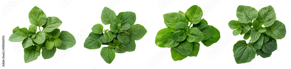 
Potato leaves isolated on white background or transparent background. Cut out or die-cut PNG