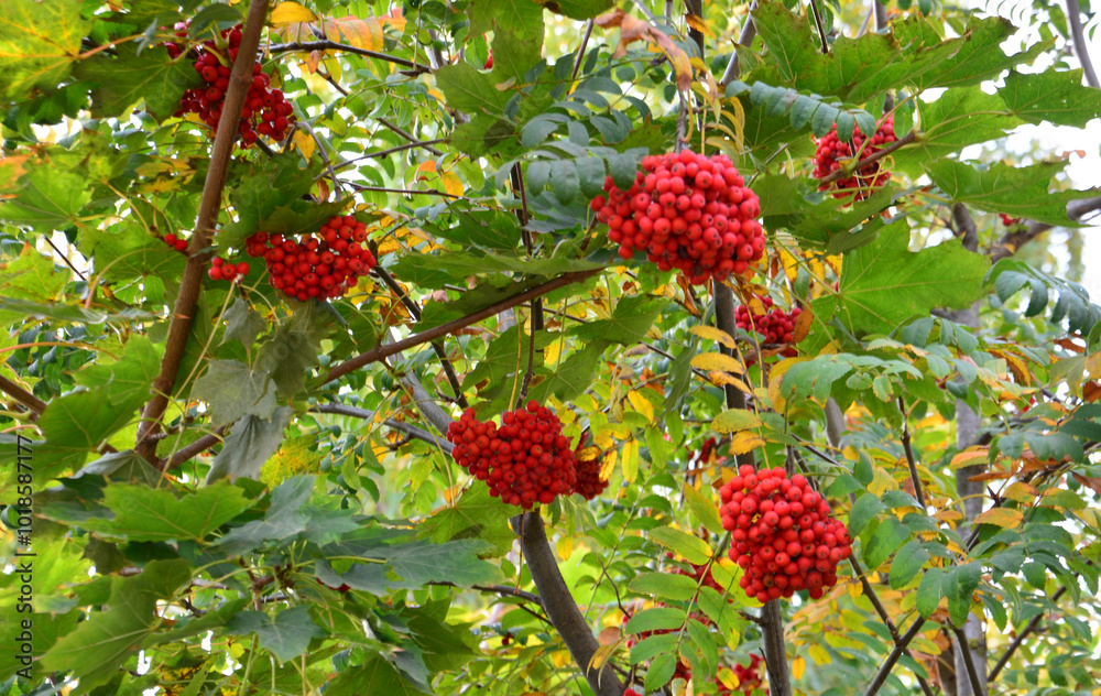 a rowan bush with red berries and green leaves close up a rowan bush with red berries and green leaves close up