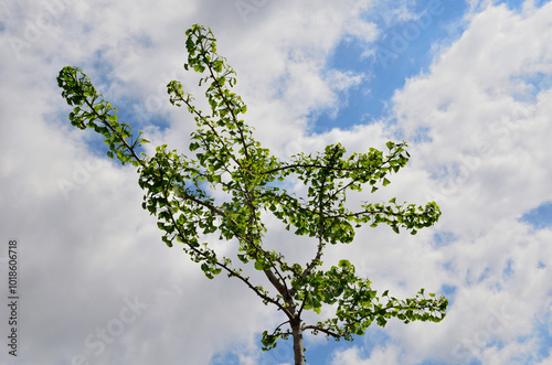 Ginkgo Biloba Retoña en Primavera en un parque de Buenos Aires, Argentina.
Verde tierno contra cielo azul con nubes blancas. Ramas cubiertas con brotes nuevos de hojas en forma de abanico. photo