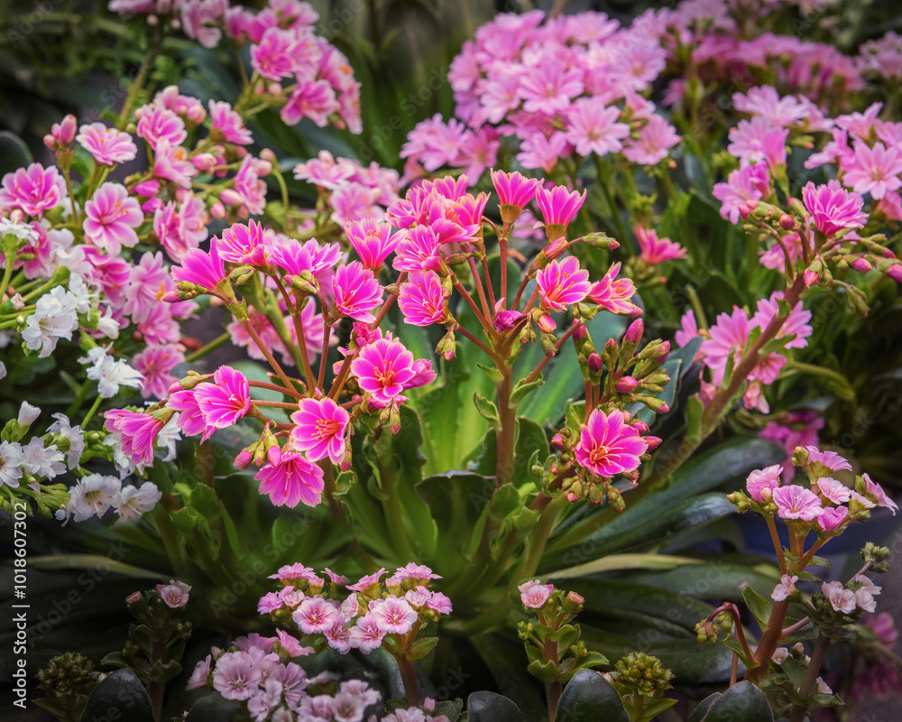 Fototapeta premium Lewisia cotyledon, Siskiyou lewisia, and cliff maids with lovely, open sprays of brightly colored, funnel-shaped flowers