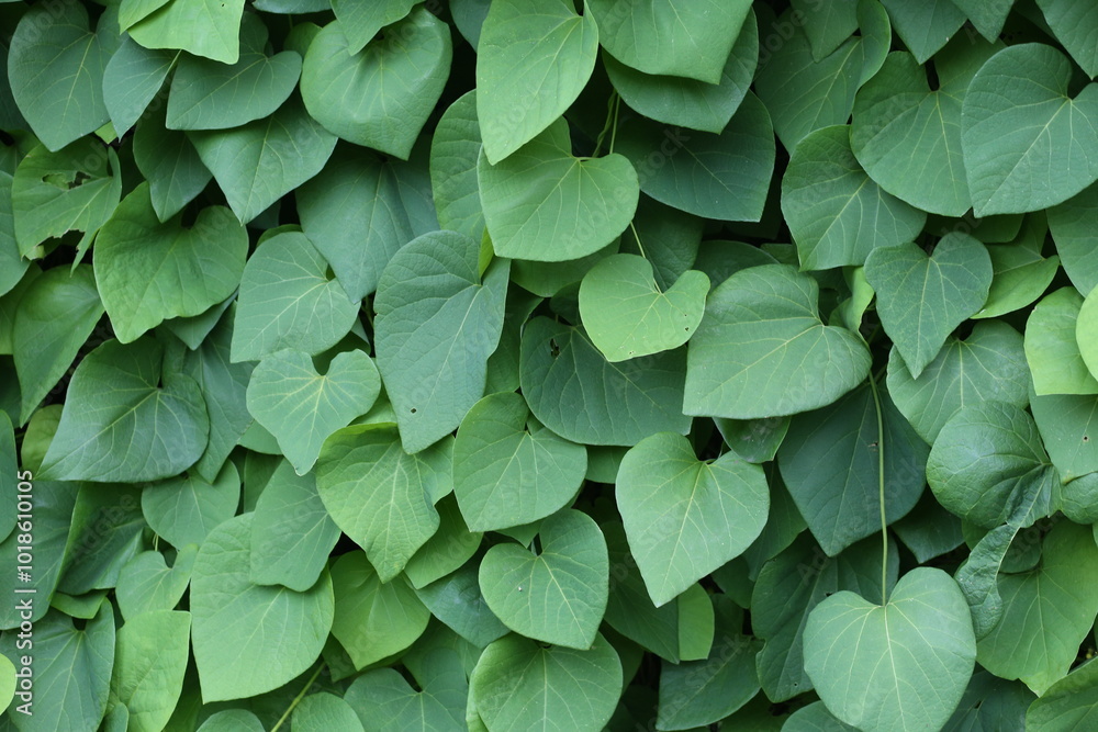 Background of green ivy branches. Background of green ivy branches.