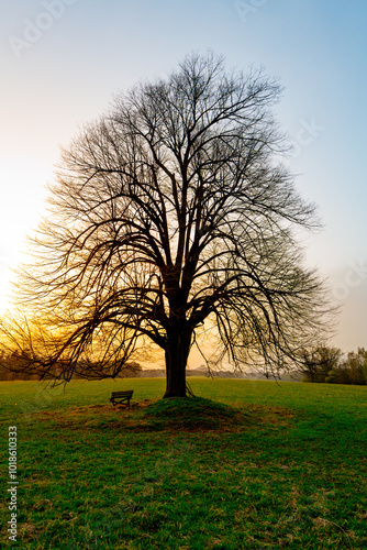 Wallpaper Mural A solitary tree stands tall against the vibrant dusk sky, its bare branches outlined by the fading light. The grassy field surrounds it, creating a tranquil setting at day's end. Torontodigital.ca